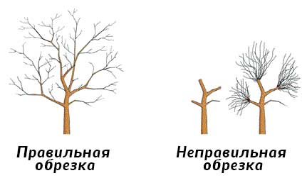 Правильная обрезка дерева