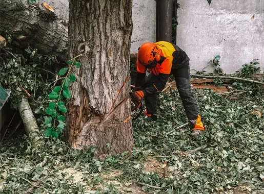 Спил тополя под корень
