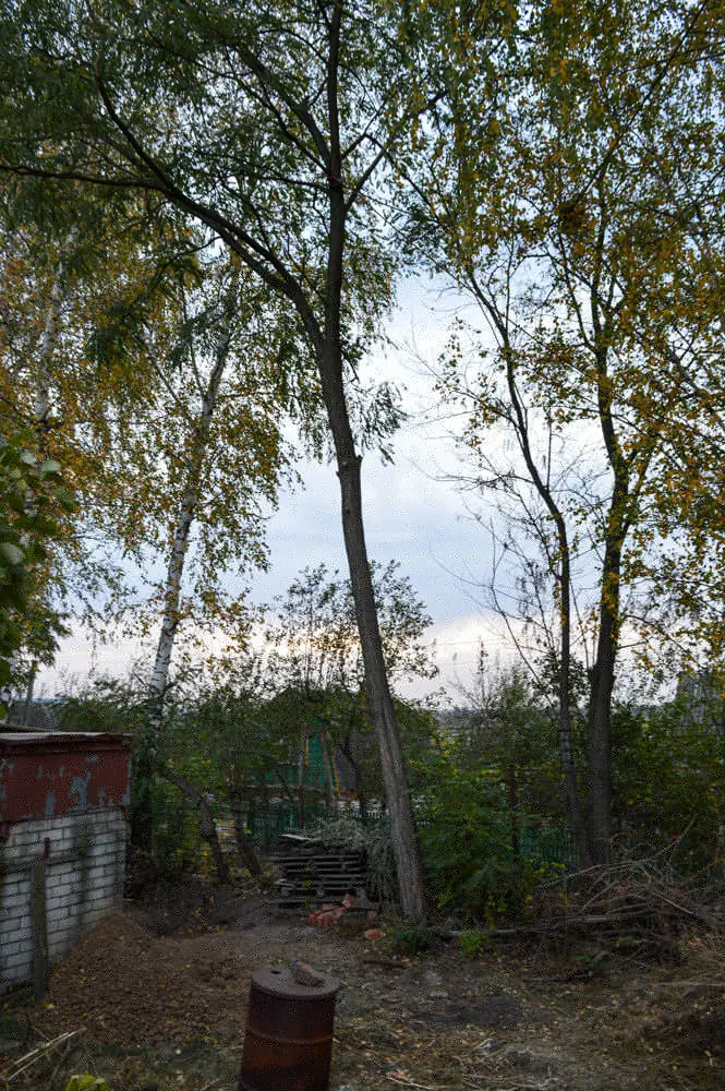 Акация на даче