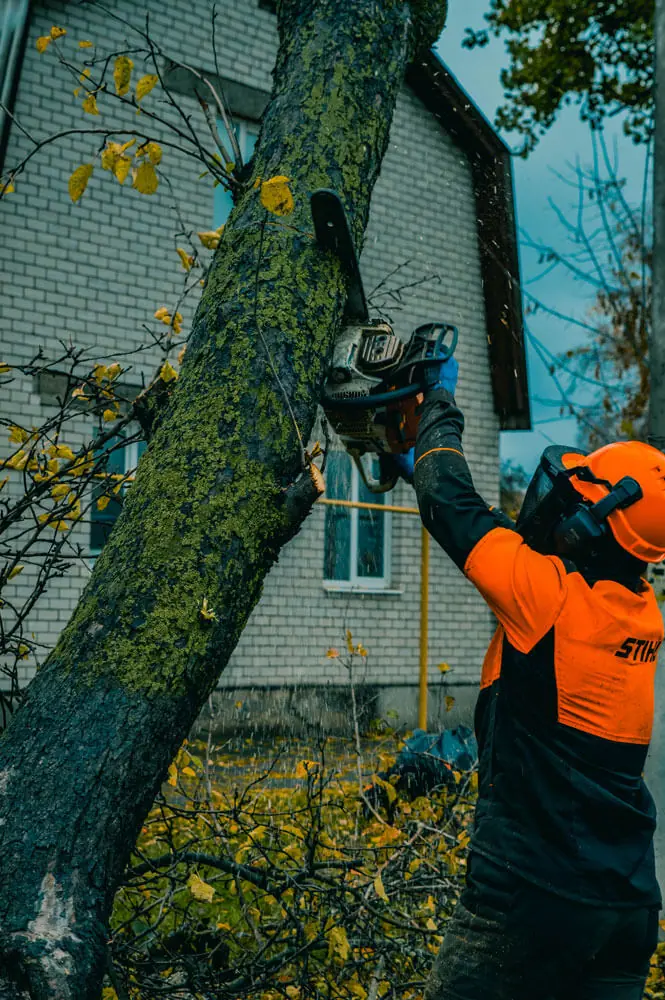 Спил яблони арбористом