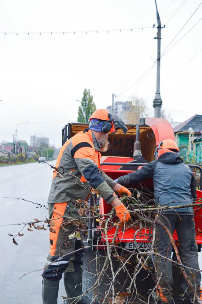 Арбористы засовывают ветки в измельчитель древесины