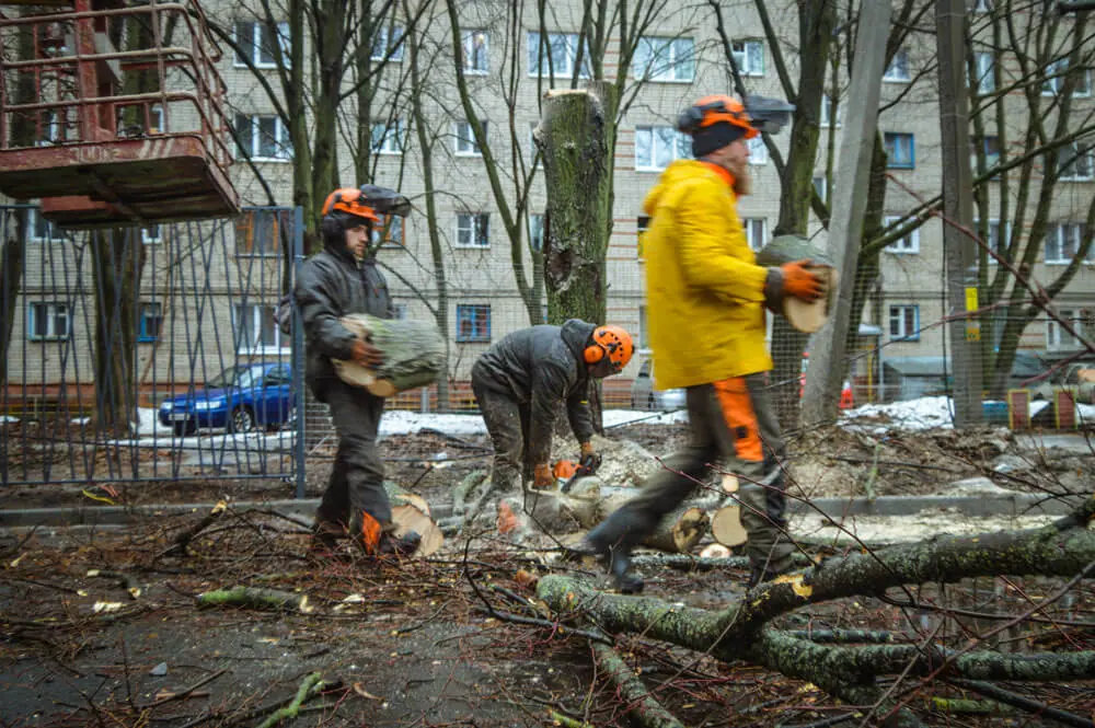 Арбористы носят срубленные части деревьев