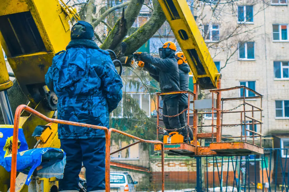 Арбористы пилят дерево с автовышки, а оператор автовышки смотрит на них