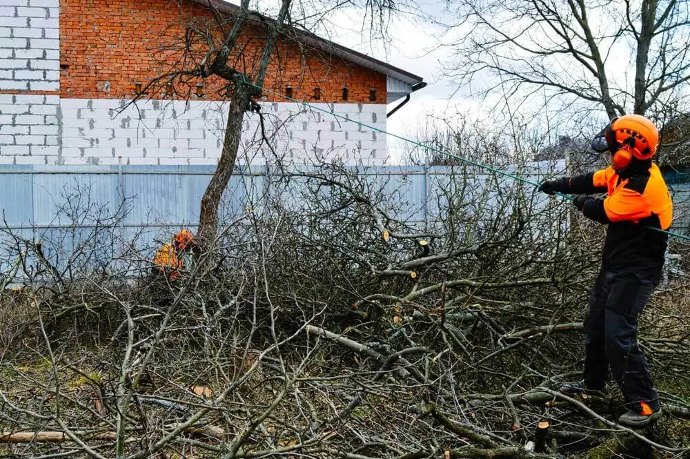 Оттяжка садового дерева