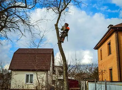 Спил деревьев на дачном участке