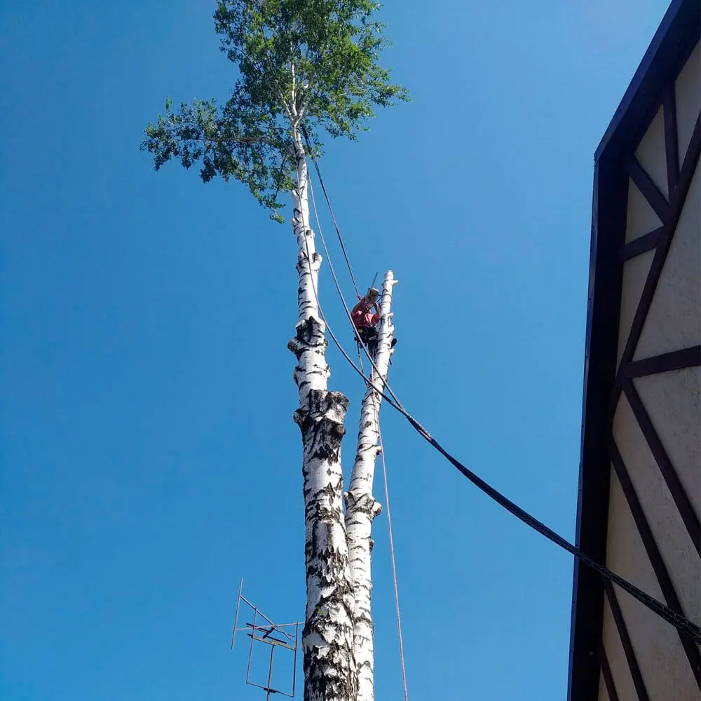 Альпинист спиливает берёзу