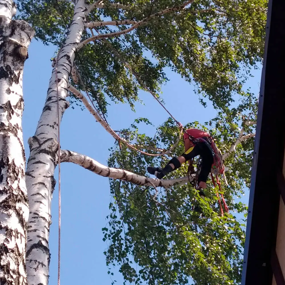 Альпинист на верёвке забрался на берёзу