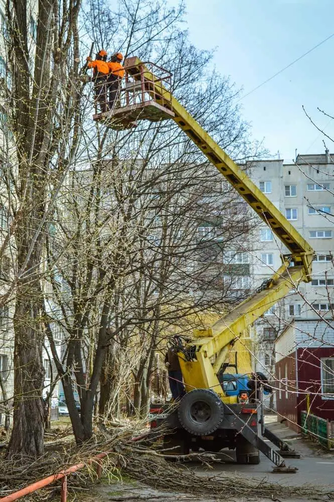 Арбористы пилят тополь из люльки автовышки на базе ЗИЛа