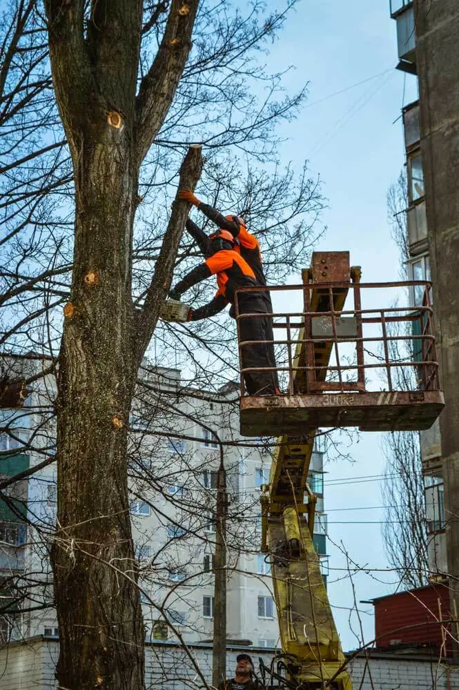 Спил ветки тополя с автовышки