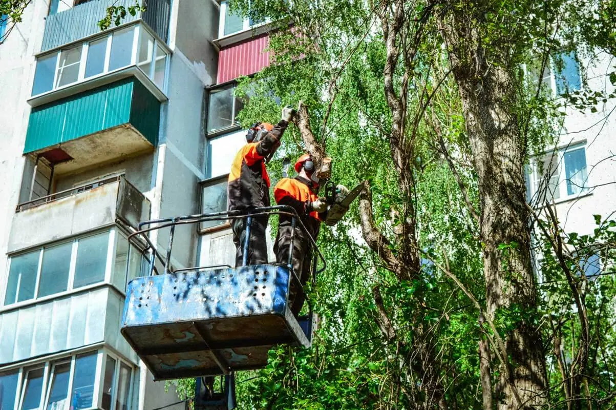 Арбористы работают из люльки автовышки