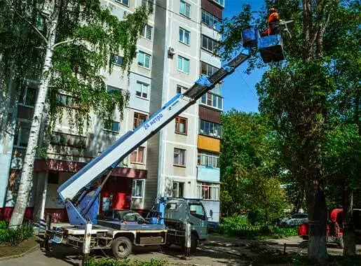 Омоложение тополей во дворе