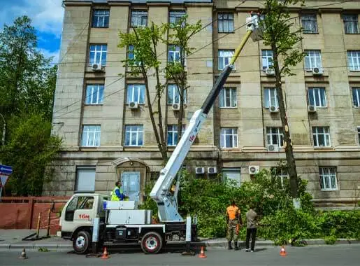 Обрезка лип с автовышки