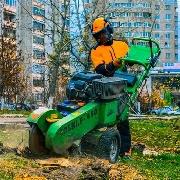 Удаления пня