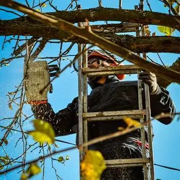 Спиливание веток со стремянки