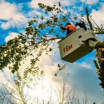 Арборист держит ветку тополя в люльке автовышки