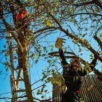 Арбористы обрезают плодовые деревья