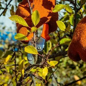 Обрезка плодового дерева ручным секатором