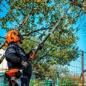 Обрезка веток над забором