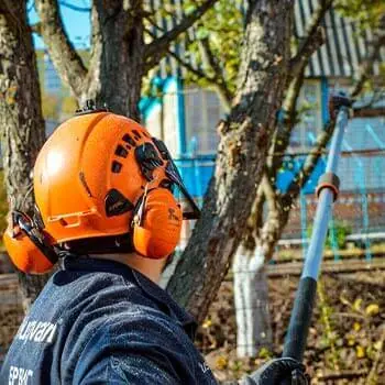 Обрезка дерева груши высоторезом