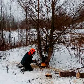 Спил дерева под корень