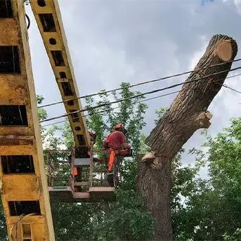 Спил тополя с автовышки с оттяжкой