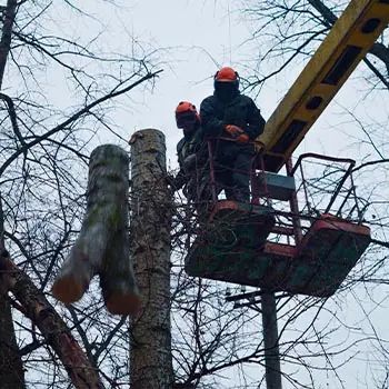 Сброс спиленной части ствола