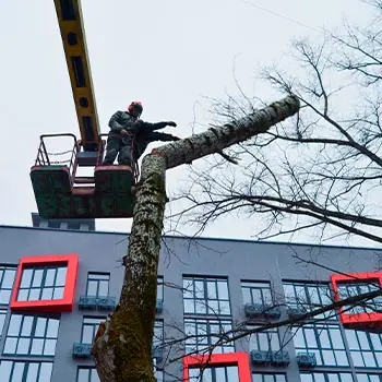 Валка части ствола с автовышки