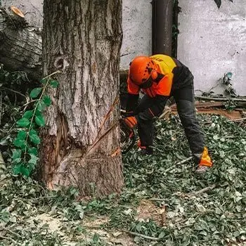 Валочный пропил на тополе