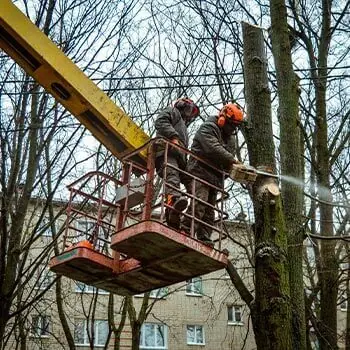 Арбористы работают на автовышке