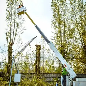 Омоложение тополя с автовышки